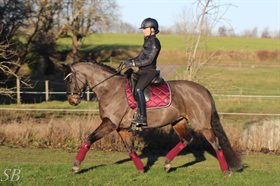 GØRKLINTGÅRDS GOLDFEVER