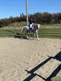 CORNETTINO'S POSEIDON