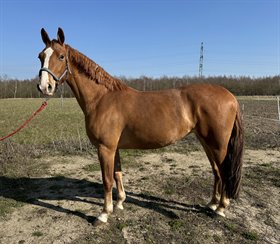 TOFTAGERGÅRDS LUCKY