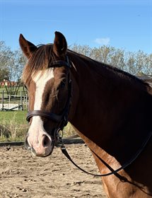 ABELLA WISH I WAS RIGHT