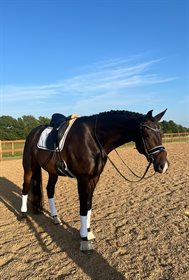 LILLEGÅRDENS VALENTINO