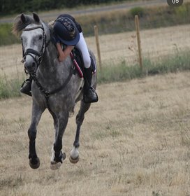 KILDEGAARDENS BAILEY