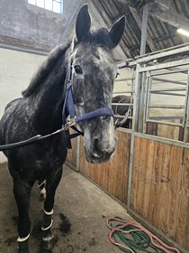 SKOVLY'S SECOND FEMALE