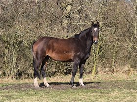 HALDGÅRDENS BALLERINA
