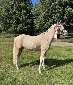 LANDSTEDETS LA PETITE UNIQUE