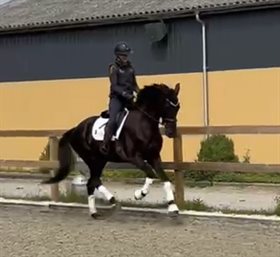 NØRREGÅRDS SO PHY
