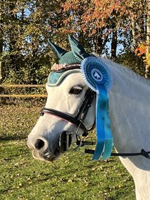 KROGGAARDENS CYMRO MAGIC (DNK)