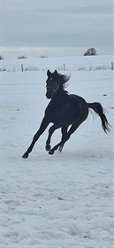 MOSELYS DE LUXE NOIR