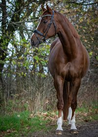 KJELDBJERGS QUANTENKÖNIG