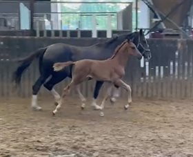 FRYDENSSANGS CINDERELLA