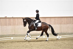MAJLUND DRESSAGE