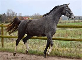 LYSEBJERGGÅRDS VIVA LA VIDA