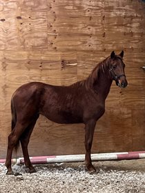 PLUSHORSES LASTNIGHT