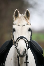 SILVER'S TOUCH OF CLASS