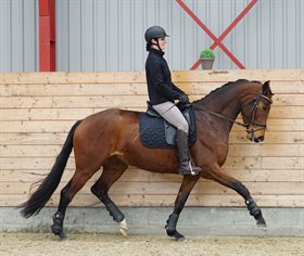 BREDKÆRGAARDS DIVAGOLD