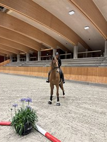 GRAASTENGAARDS DREAM DEVINE