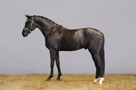 HIGHSAND ONE IN A MILLION