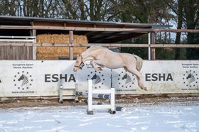 NIJENKLOOSTERS MAESTRO