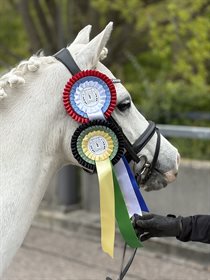 BJERREGÅRDS IVANHOE