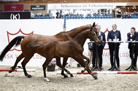 HOLSTEGÅRDS BACARDI