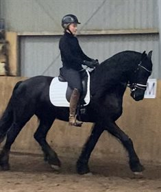 PEGASUS VAN SCHWARTZ 