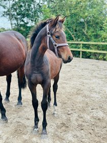 ENGHAVEGÅRDS HASTINGS