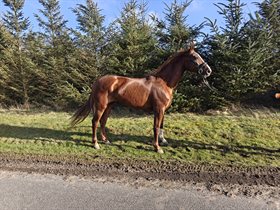 DANHEAT'S VIOLA DANZA