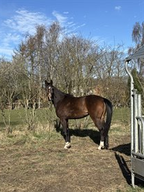 FIREHØJES MAI TRESÓR