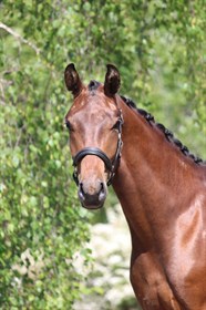 BRANDT DRESSAGE