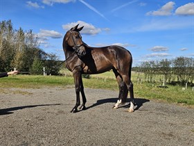 RISVANGS MEMORY OF MAHLEE