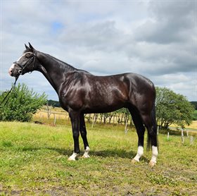 MØLLEGÅRDENS KELVIN