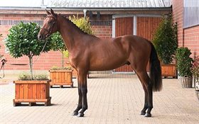 CAYMAN VON DER SÖHR