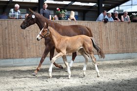 BØGEGÅRDENS WOZNIACKI