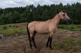 MOELLEAAENS APOLLON