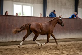 TOFTAGERGÅRDS ARMANI