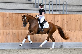 BRANDT DRESSAGE 