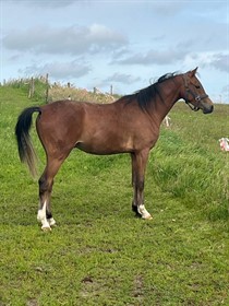 FAGAN'S GOLDEN MILANDO