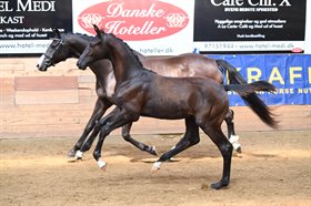 KINGSIZE HARDSYSSEL