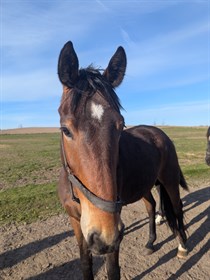 BAUNEHØJENS FLASH BACK