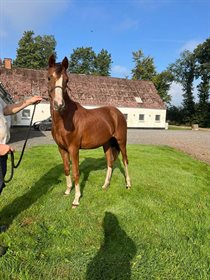 BAKKEGAARDENS FIRST VALERIE