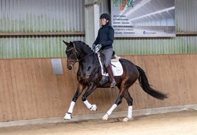 STALD MØLLEBYS RIHANNA