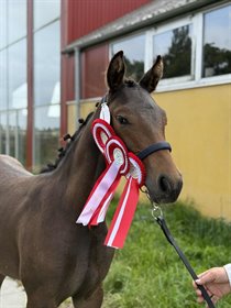 T-HUSETS SPINSES ZOFIA