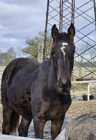 LILLEMUNKHOLM'S APPLEJACK