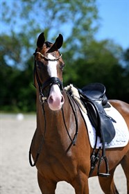 BRANDT DRESSAGE