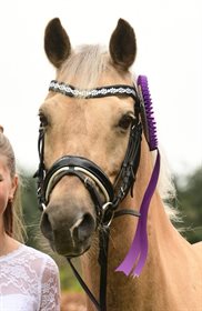 SUNA'S GOLDEN DANCER