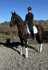 SKOVBAKKEGÅRD'S MAKITA