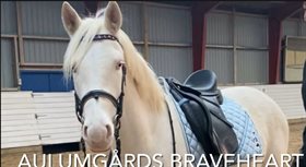 AULUMGAARDS GIANT BRAVEHEART