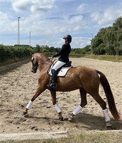 KJELDBJERGS FALLULAH