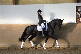 HØJGAARDENS VOLÁ NOIR