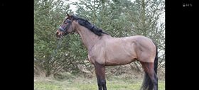 MAGIC VD ANIERSHOF